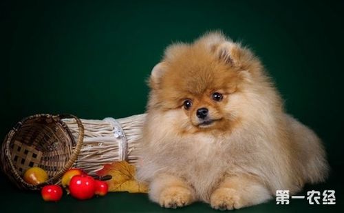 博美犬吃什么东西毛发顺滑