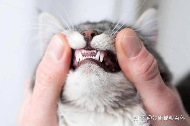 怎么不让猫咪乱咬东西