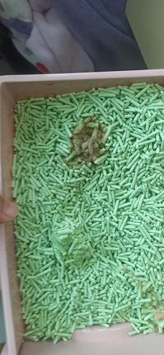 如何训练奶猫便便