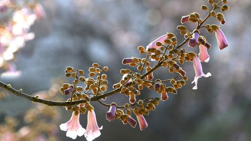 凉拌梧桐花的做法