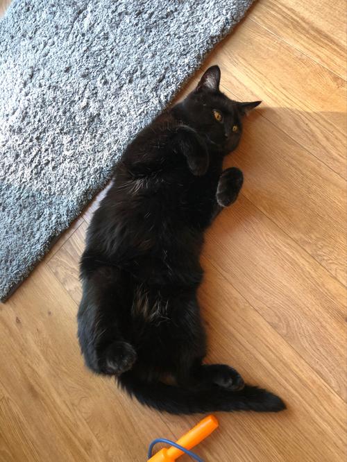 小猫拉肚子黑色东西怎么办