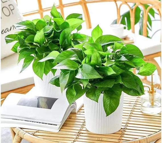 观叶植物栽培与养护