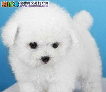 训练幼犬等待
