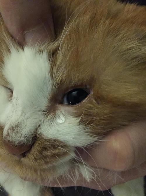 猫吃东西时流眼泪