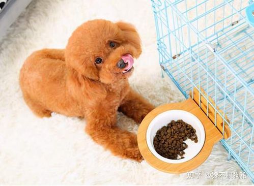 狗狗拉稀后不吃东西怎么办啊