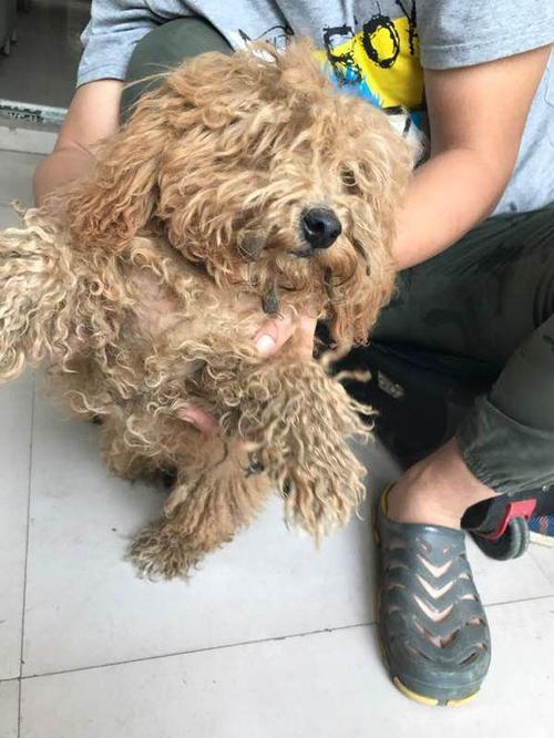 小泰迪买到家不吃东西怎么办