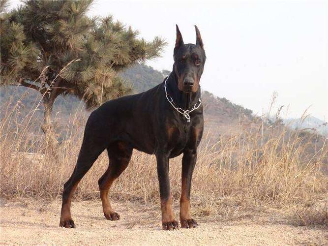 杜宾犬如何训练叫