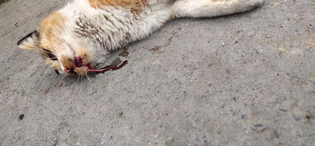 猫咪被车撞 不吃东西