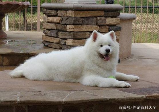 萨摩耶吃狗粮怎么训练不叫