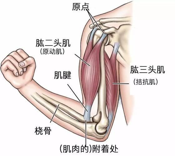 上肢运动图解