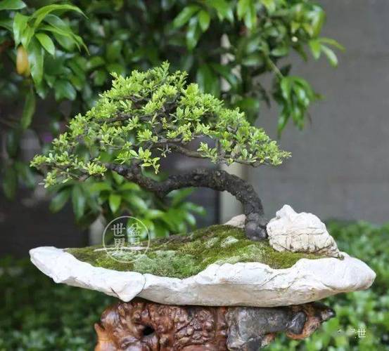 铁马鞭盆景栽培技术
