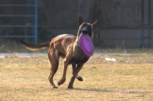 马犬指什么咬什么训练