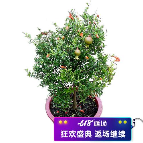 盆栽花石榴树的栽培技术