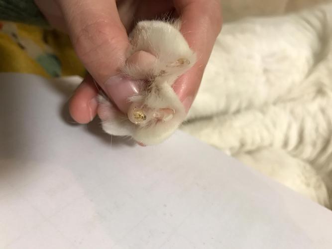 猫脚趾有粘东西怎么弄下来