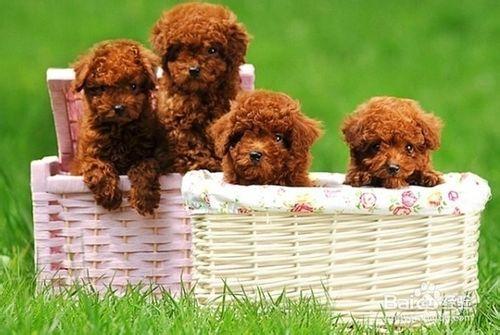怎么训练泰迪犬随行