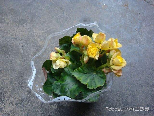 丽格海棠繁殖方法