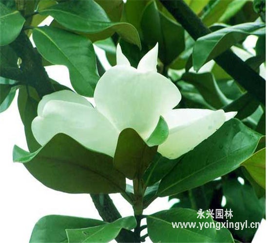 广玉兰移植注意事项