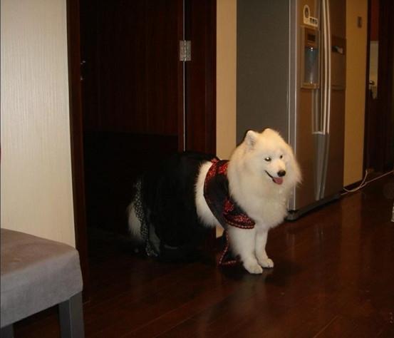 哈萨狗训练