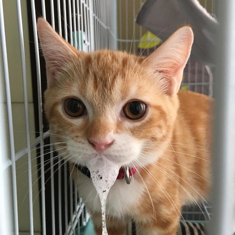 猫吐了不吃东西怎么办