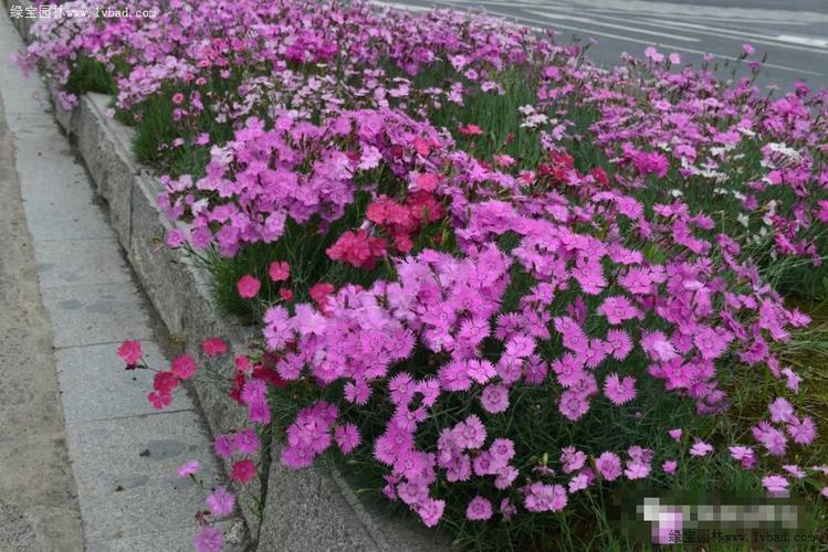 常夏石竹的繁殖与栽培