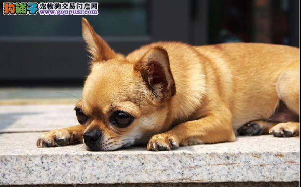 吉娃娃拉肚不吃东西怎么办