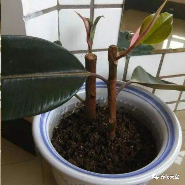 橡皮树扦插注意事项