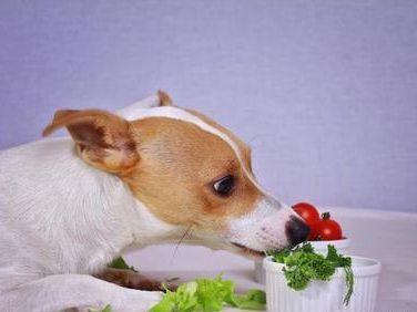 狗怀孕哪些不能吃的东西