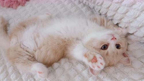 怎么让小奶猫吃东西