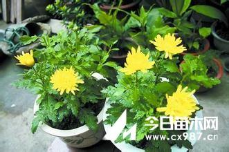盆栽菊花栽培技术视频