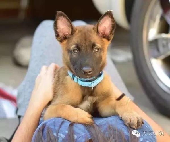 训练幼犬网站是什么样的