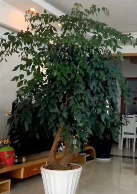 大富贵树的养殖方法