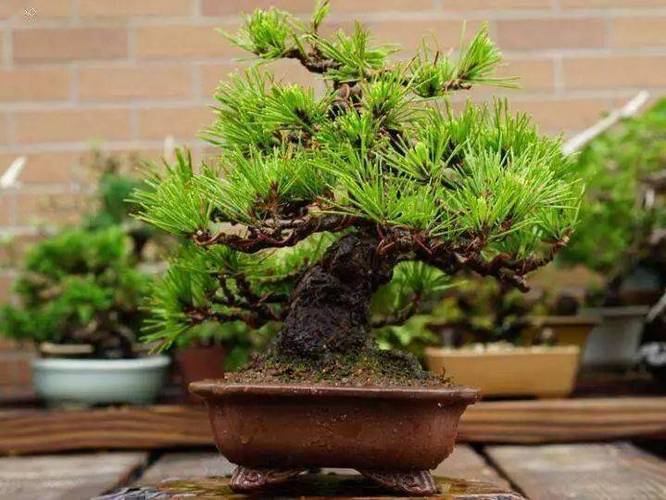 黑松盆景的栽培与养护