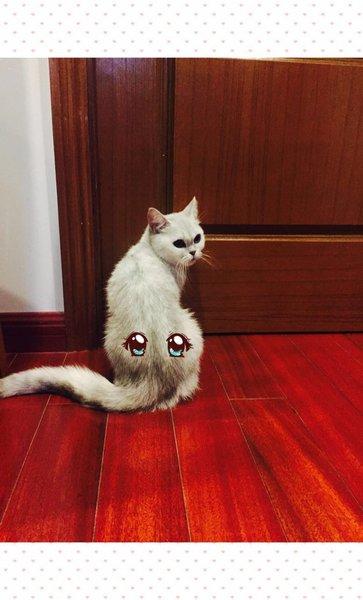 猫咪屁股红色的东西怎么办