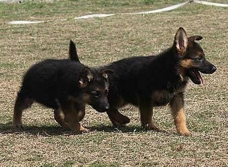 牧羊犬大狗特别瘦不爱吃东西
