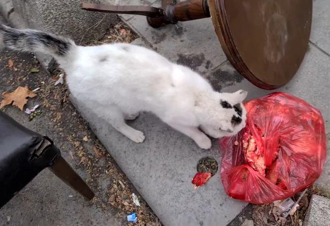 流浪猫抱回家不吃东西
