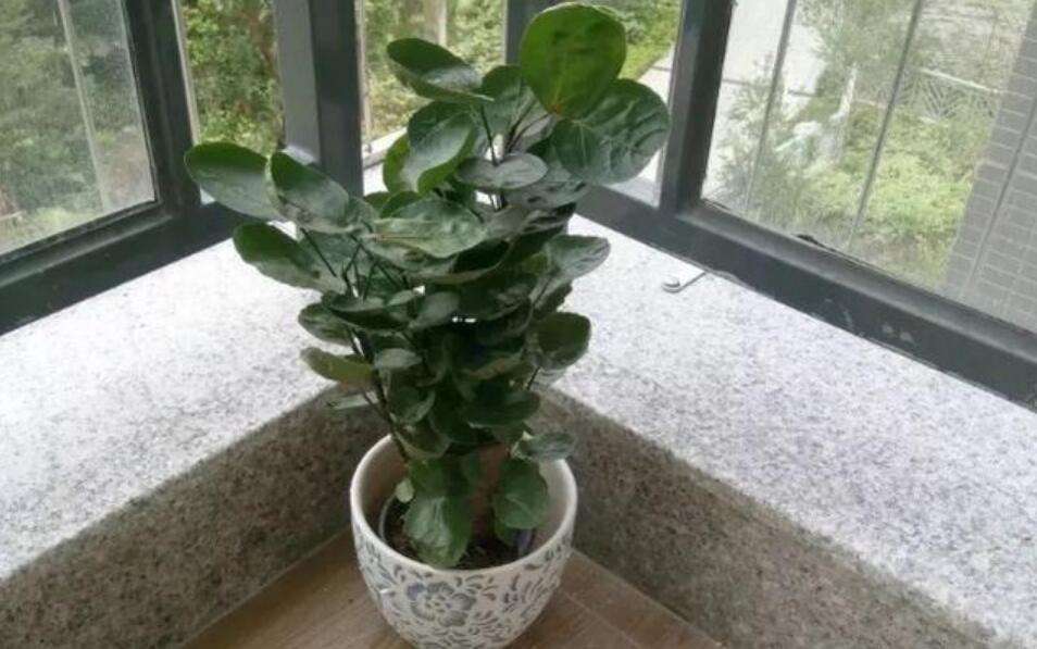 金钱兜养殖方法