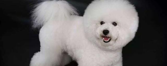 比熊犬怎么训练肌肉