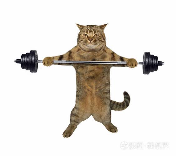怎么训练猫站着