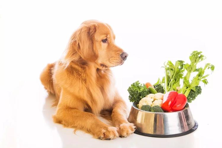 狗狗怀孕做的准备什么东西不能吃