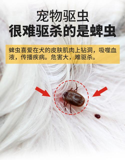 什么东西防狗虱