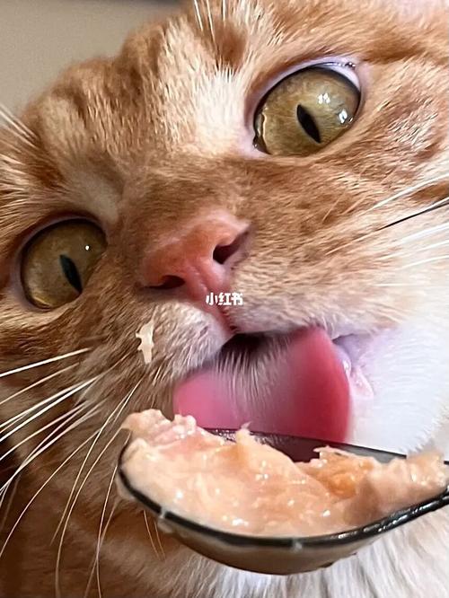 小猫吃东西吃的嘴发黄