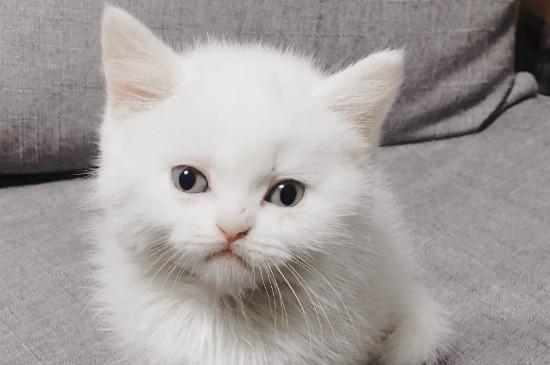 猫咪受伤后又吐又拉不吃东西