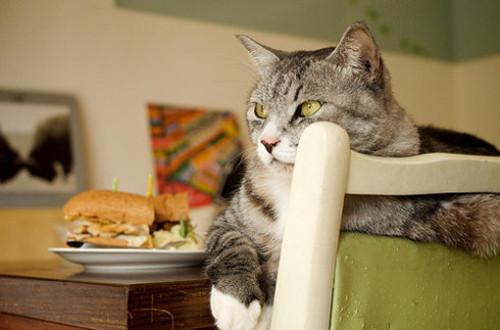 猫刚换了地方不吃东西怎么办