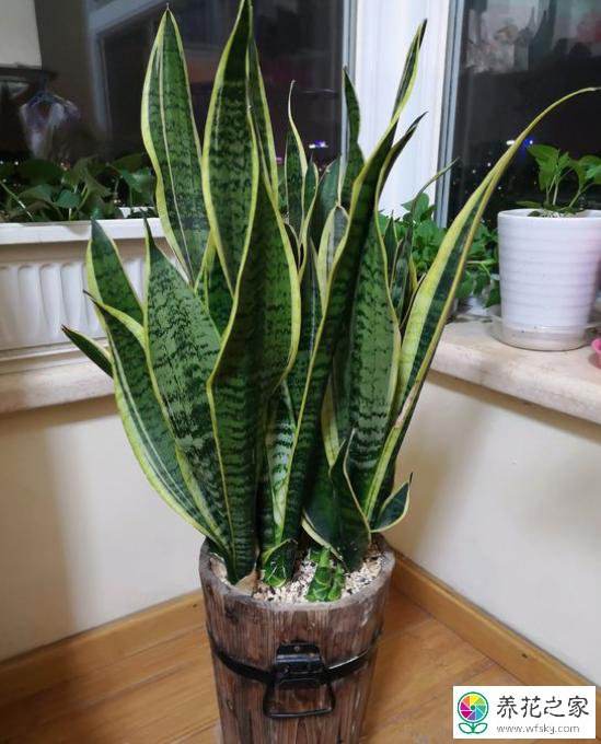 虎尾兰的种植方法