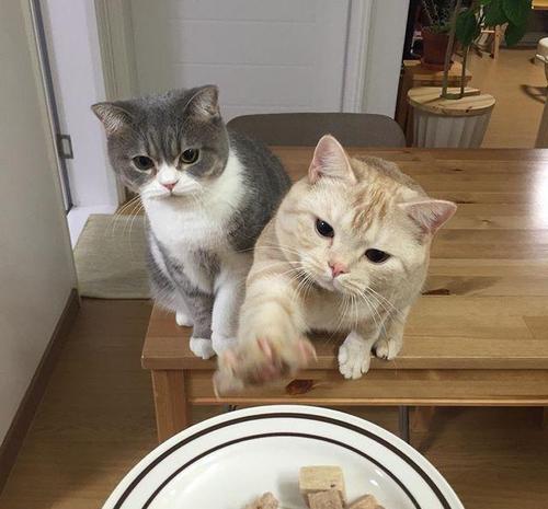 猫妈妈要吃些什么东西