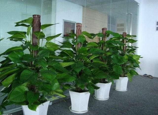 室内花卉的栽培