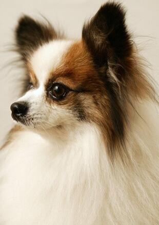 蝴蝶犬幼犬的训练