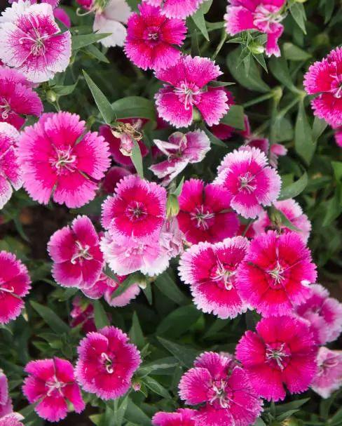石竹花栽培