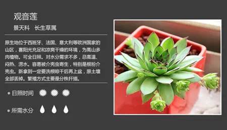 多肉植物的栽培管理