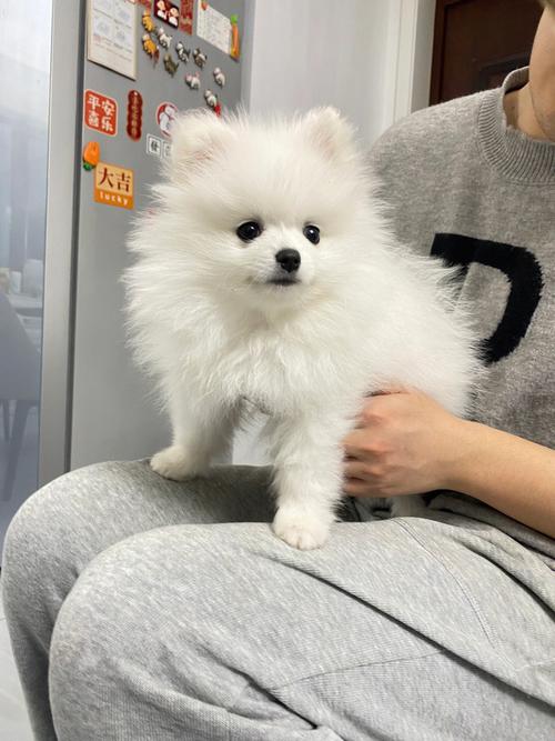 训练5个月博美
